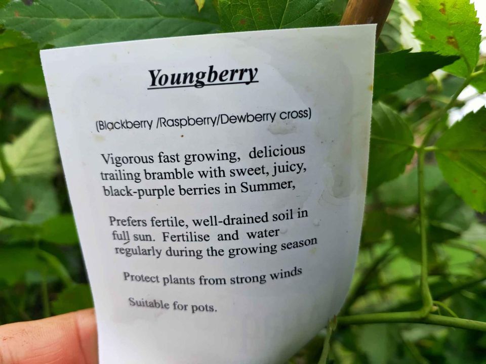Youngberries Youngberry Fruit Tree – Buy Now! – Ladybird Nursery