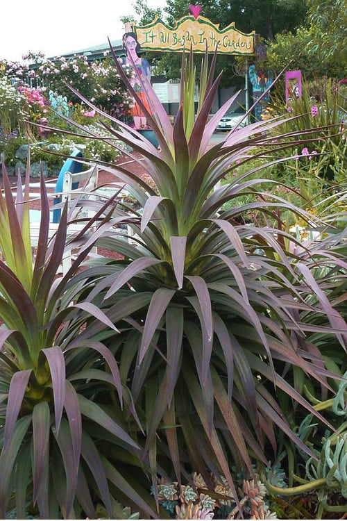 Yucca (Yucca desmetiana)