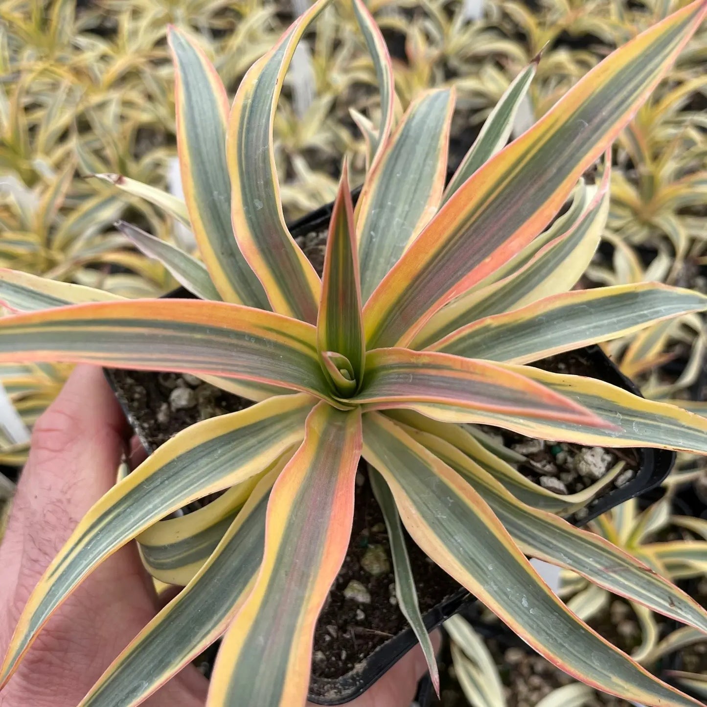 Spanish Dagger Bright Edge (Yucca gloriosa)