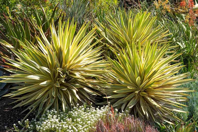 Spanish Dagger Bright Edge (Yucca gloriosa)