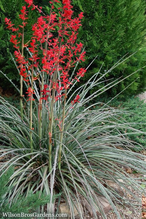 Red Yucca (Hesperaloe parviflora) - Ladybird Nursery