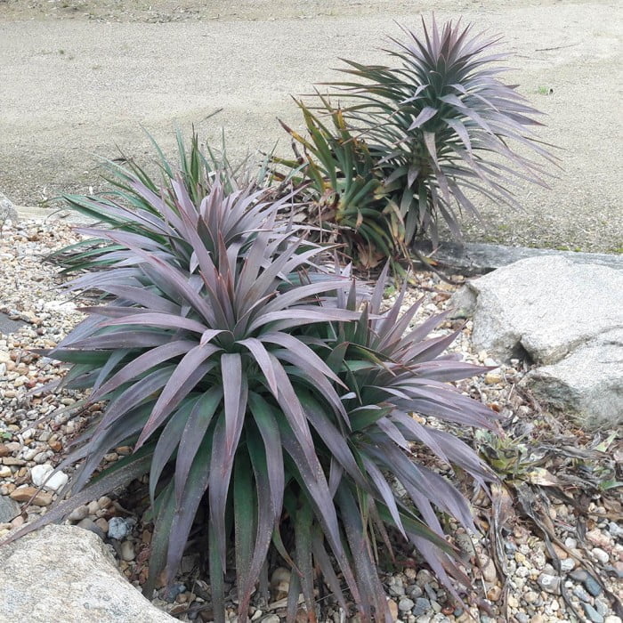 Yucca Soft Leaf (desmetiana)