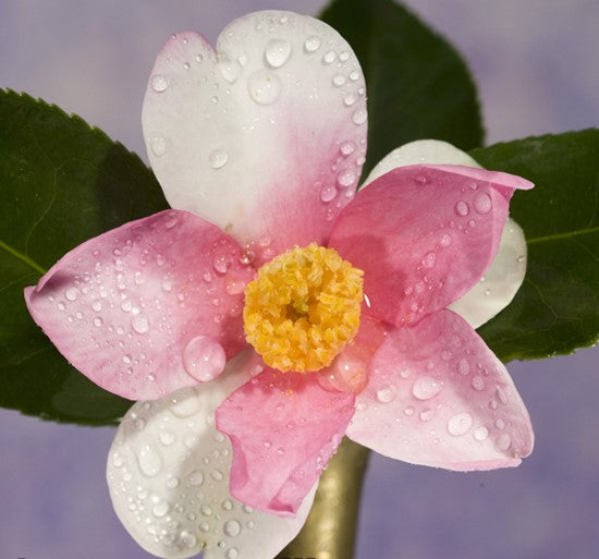 Camellia Mandy (Camellia japonica)