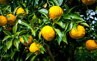 Japanese Yuzu (QLD Only)