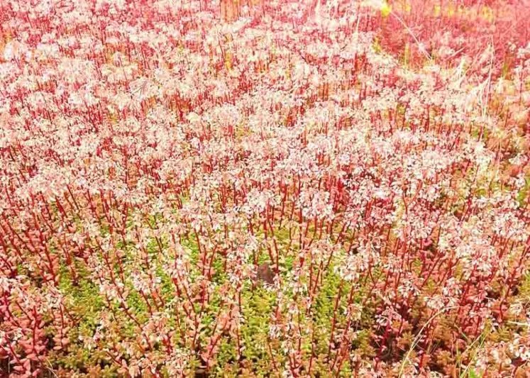 White Stonecrop Coral Carpet (Sedum album) - Ladybird Nursery