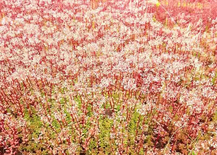 White Stonecrop Coral Carpet (Sedum album)