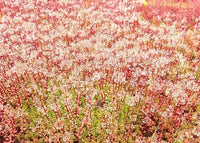 White Stonecrop Coral Carpet (Sedum album)