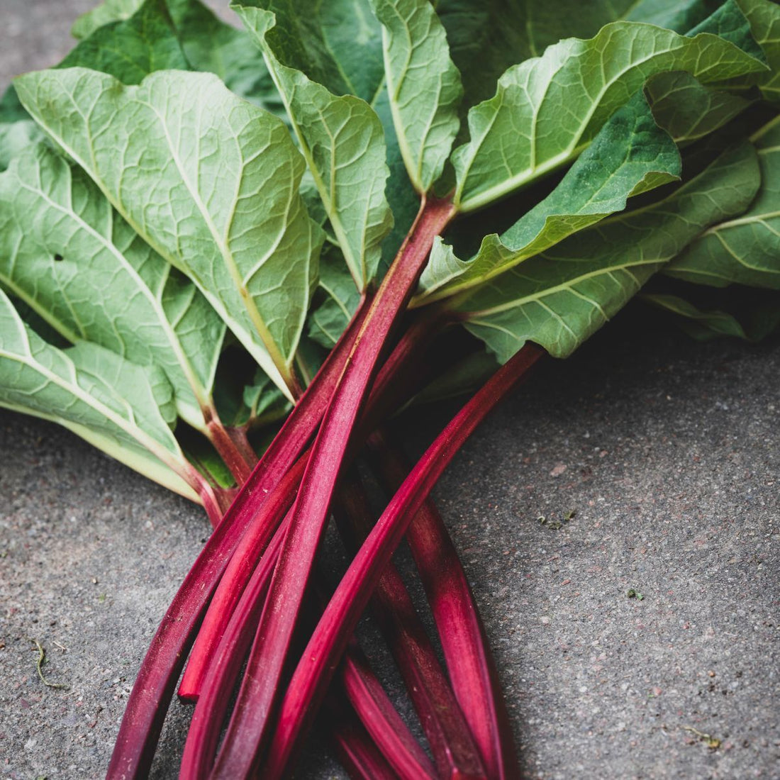 Rhubarb 'Red Dragon' - Ladybird Nursery