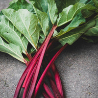 Rhubarb 'Red Dragon' - Ladybird Nursery