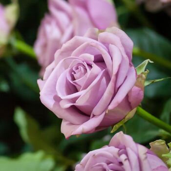 Rose Regensberg 2 ft Standards (Rosa) - Ladybird Nursery
