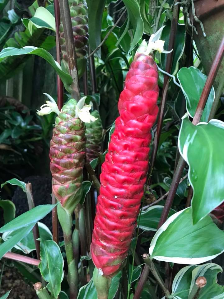 Shampoo Ginger Darcyi (Zingiber zerumbet)