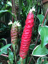 Shampoo Ginger Darcyi (Zingiber zerumbet)