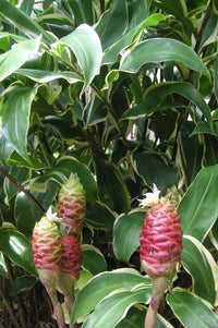 Shampoo Ginger Variegata (Zingiber zerumbet)