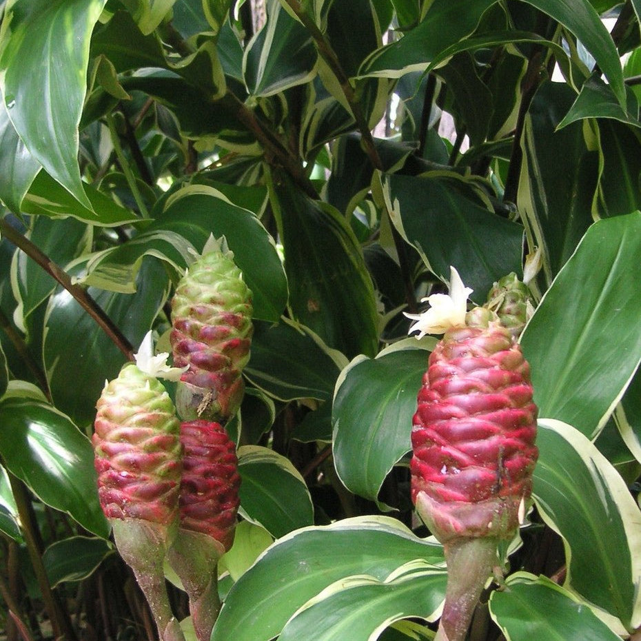 Shampoo Ginger Variegata (Zingiber zerumbet) - Ladybird Nursery