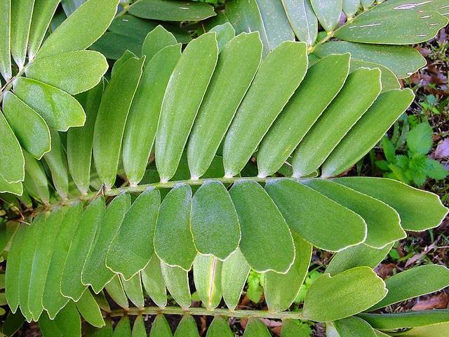 Cardboard Palm (Zamia furfuracea)