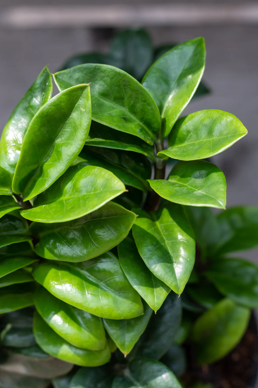 Zanzibar Gem Zenzii Dwarf (Zamioculcas zamiifolia)