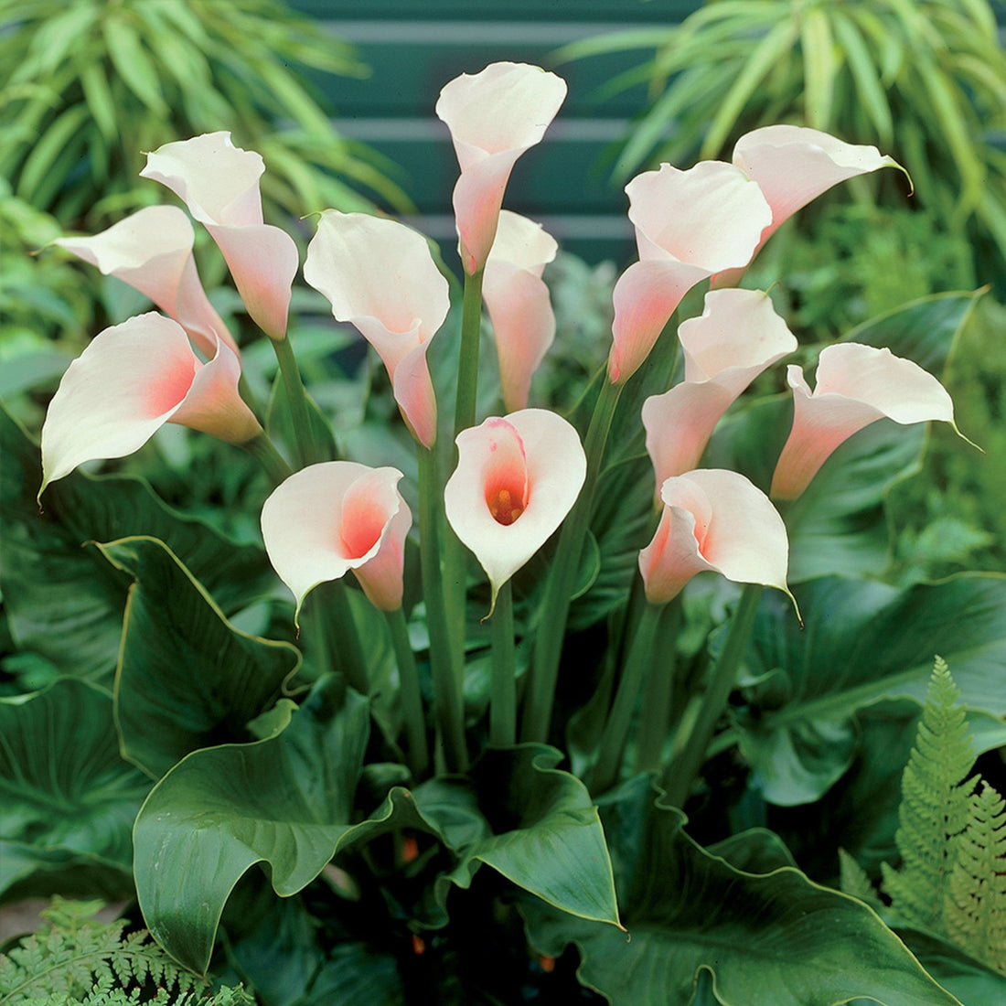 Calla Lily (Zantedeschia aethiopica) - Ladybird Nursery