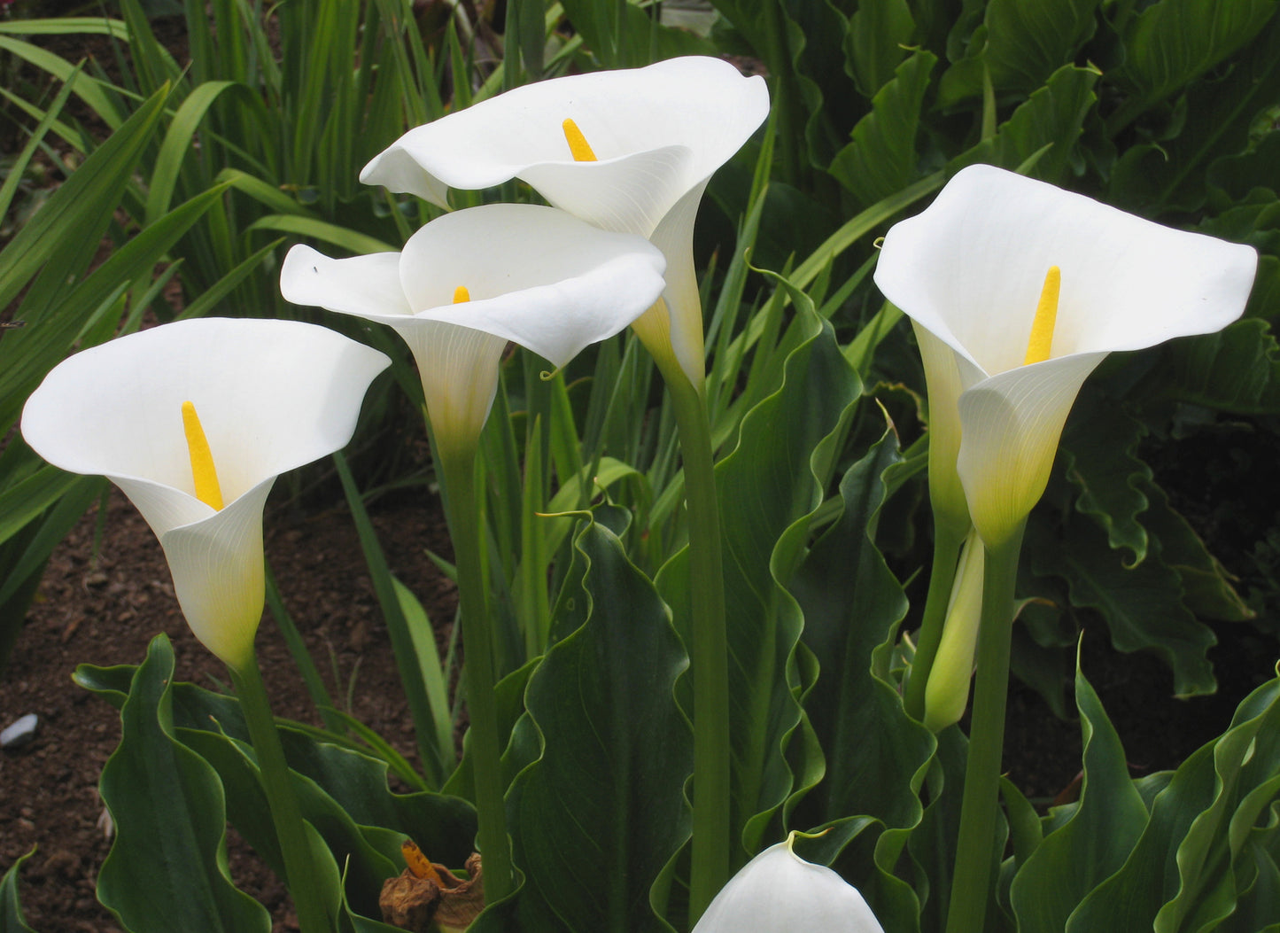 Calla Lily (Zantedeschia aethiopica)