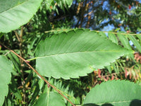 Japanese Elm (Zelkova serrata) - Ladybird Nursery
