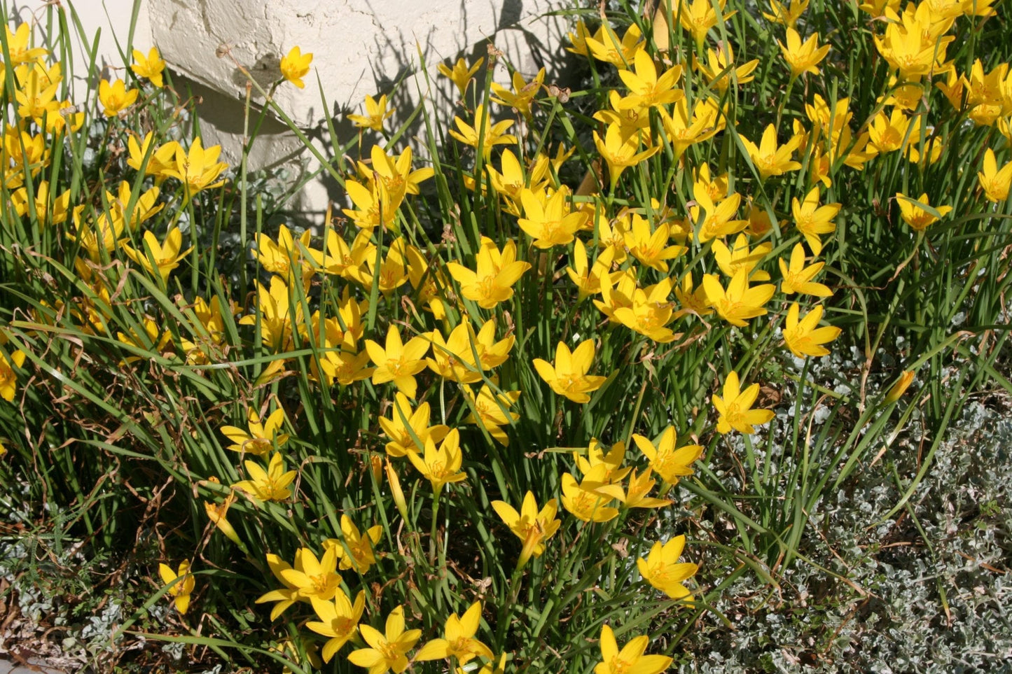 Rain Lily Yellow (Zephyranthes spp.)