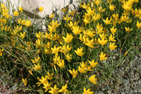 Rain Lily Yellow (Zephyranthes spp.)