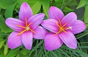Rain Lily (Zephyranthes grandiflora) - Ladybird Nursery