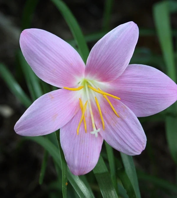 Rain Lily (Zephyranthes grandiflora)