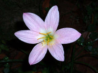 Rain Lily Grandjax (Zephyranthes)