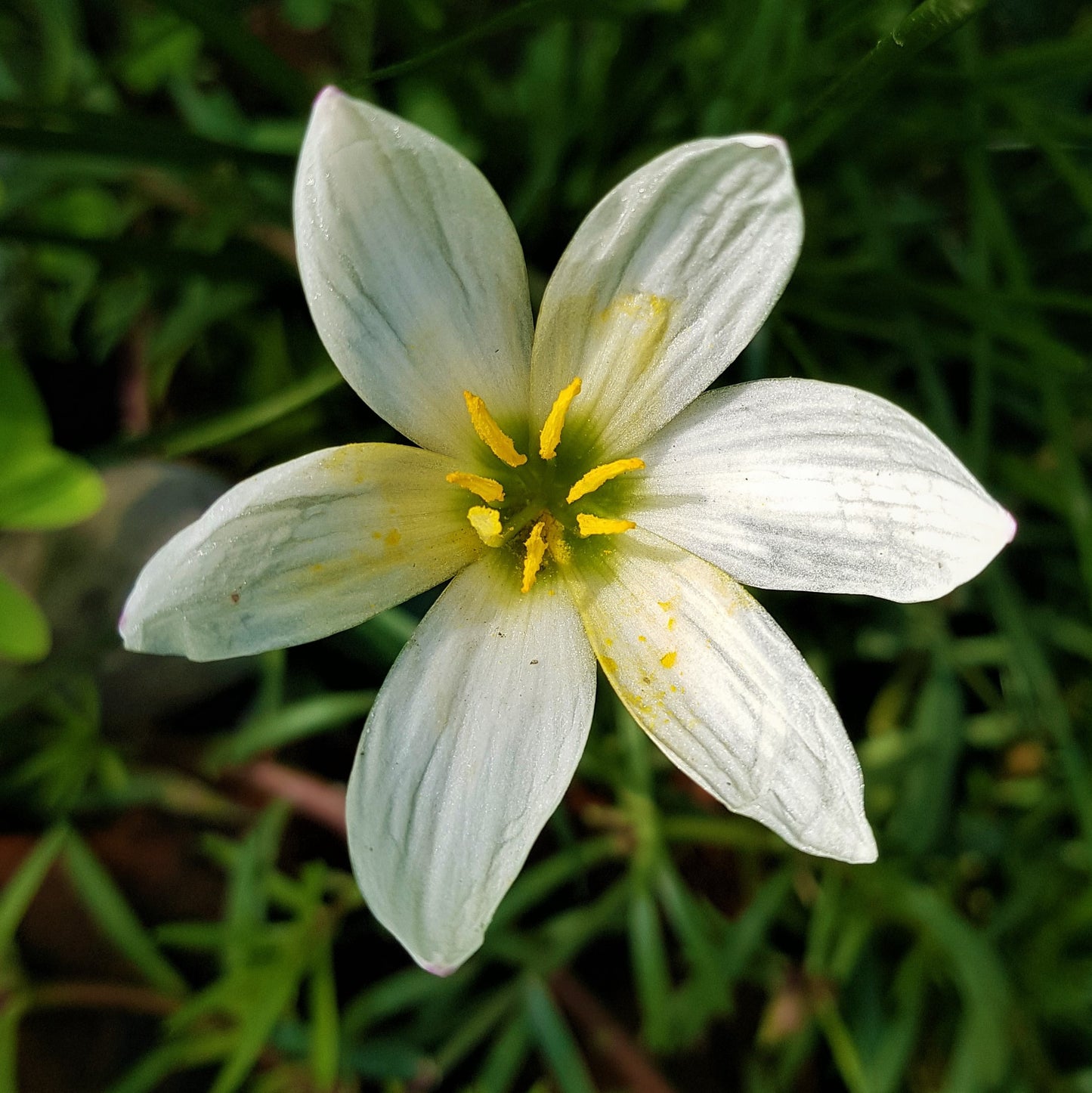 Rain Lily (Zephyranthes candida)