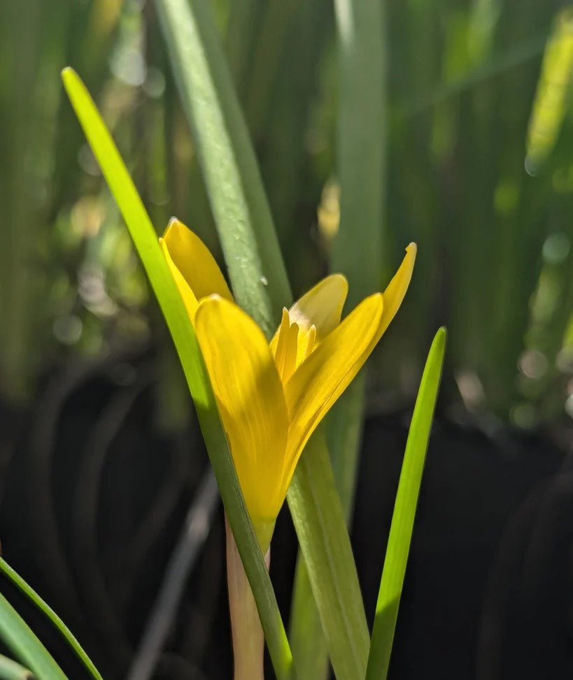 Rain Lily (Zephyranthes flavissima) - Ladybird Nursery