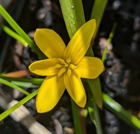 Rain Lily (Zephyranthes flavissima) - Ladybird Nursery