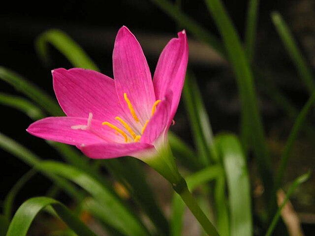 Rain Lily (Zephyranthes grandiflora)