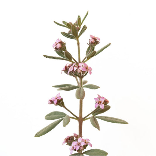 Downy Zieria (Zieria cytisoides)