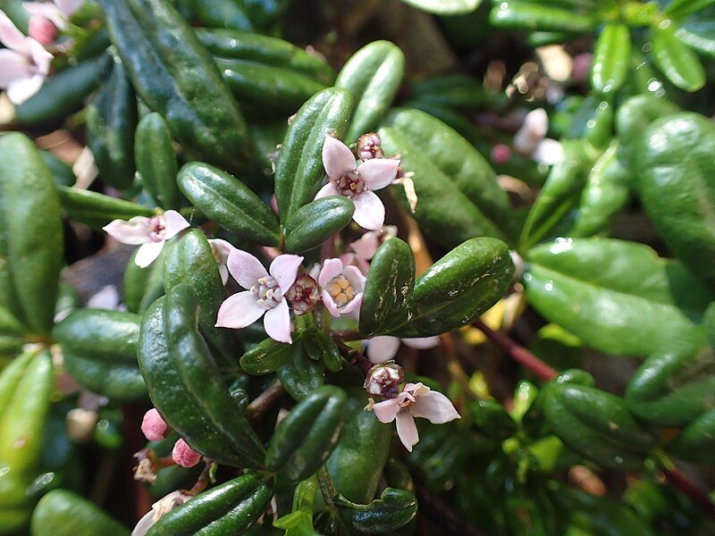 Carpet Star (Zieria prostrata) - Ladybird Nursery