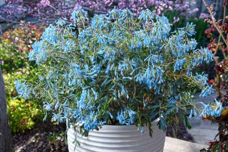 Corydalis Porcelain Blue (Corydalis flexuosa) - Ladybird Nursery