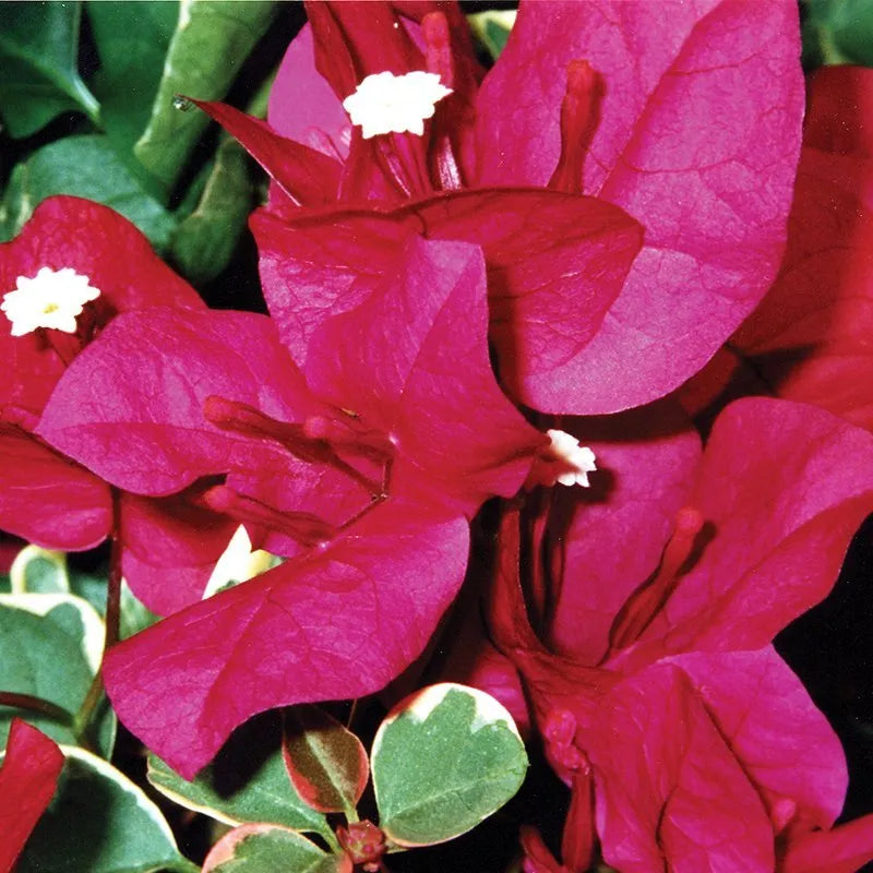 Zuki Bougainvillea (Bougainvillea Bambino™)
