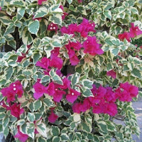 Bougainvillea 'Zuki' (Bougainvillea Bambino™) - Large - Ladybird Nursery
