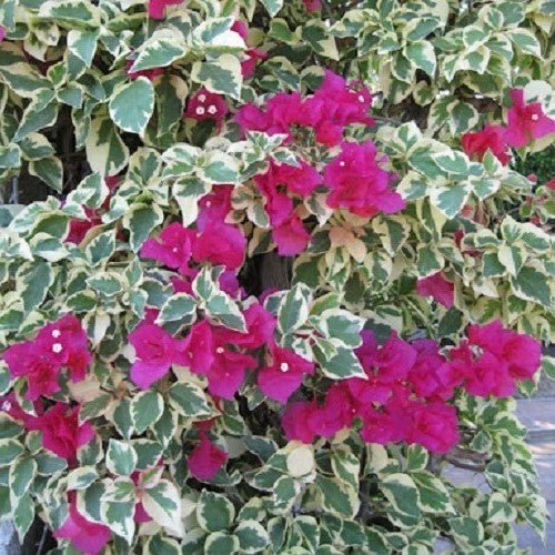 Bougainvillea 'Zuki' (Bougainvillea Bambino™) - Large - Ladybird Nursery