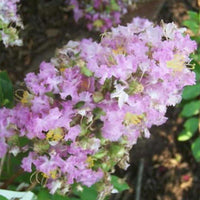 Crepe Myrtle Zuni (Lagerstroemia)