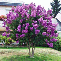 Crepe Myrtle Zuni (Lagerstroemia)