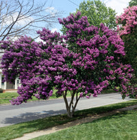 Crepe Myrtle Bush Form x fauriei Zuni Purple (Lagerstroemia indica) - Ladybird Nursery