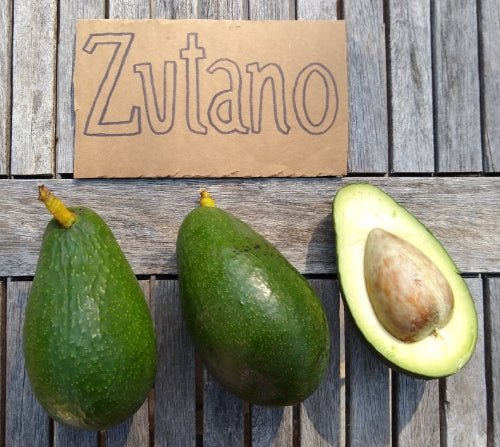 Avocado Zutano Seedling - Ladybird Nursery