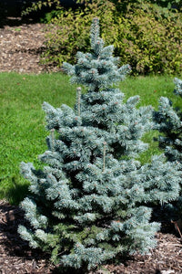 Subalpine Fir Compacta (Abies lasiocarpa) - Ladybird Nursery
