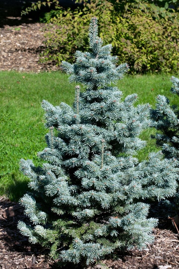 Subalpine Fir Compacta (Abies lasiocarpa) - Ladybird Nursery