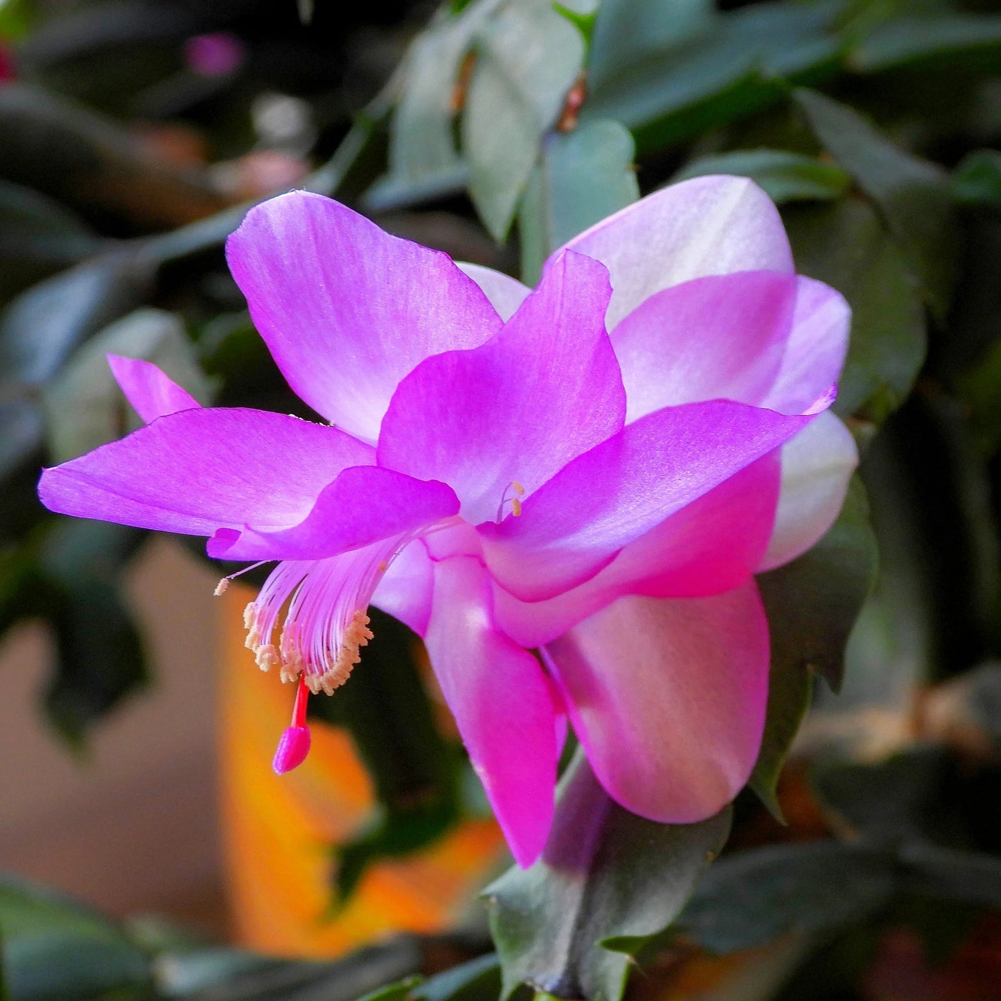 Zygocactus (Schlumbergera spp.)