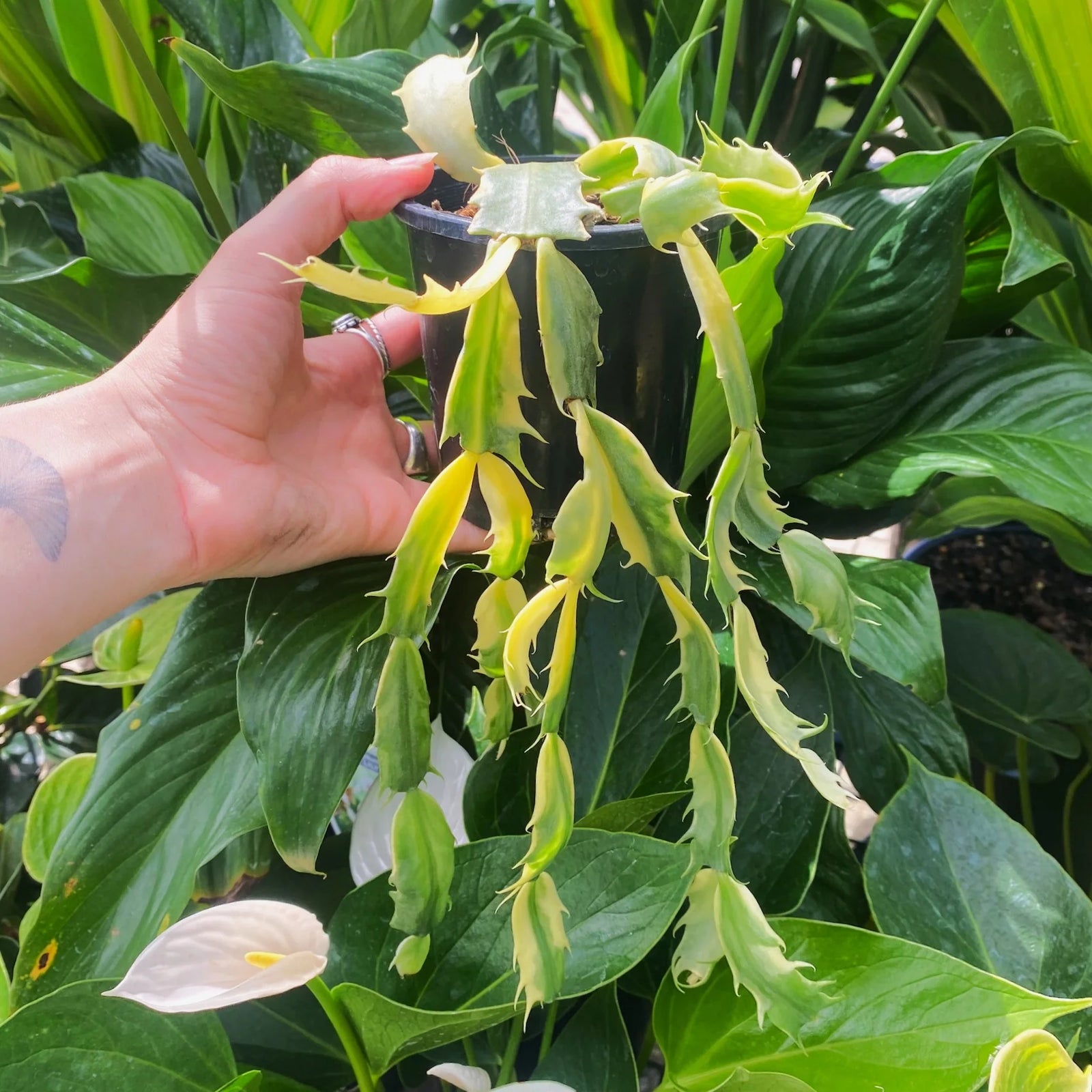 Variegated Zygocactus (Schlumbergera truncata) - Ladybird Nursery