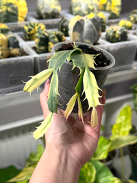 Variegated Zygocactus (Schlumbergera truncata) - Ladybird Nursery