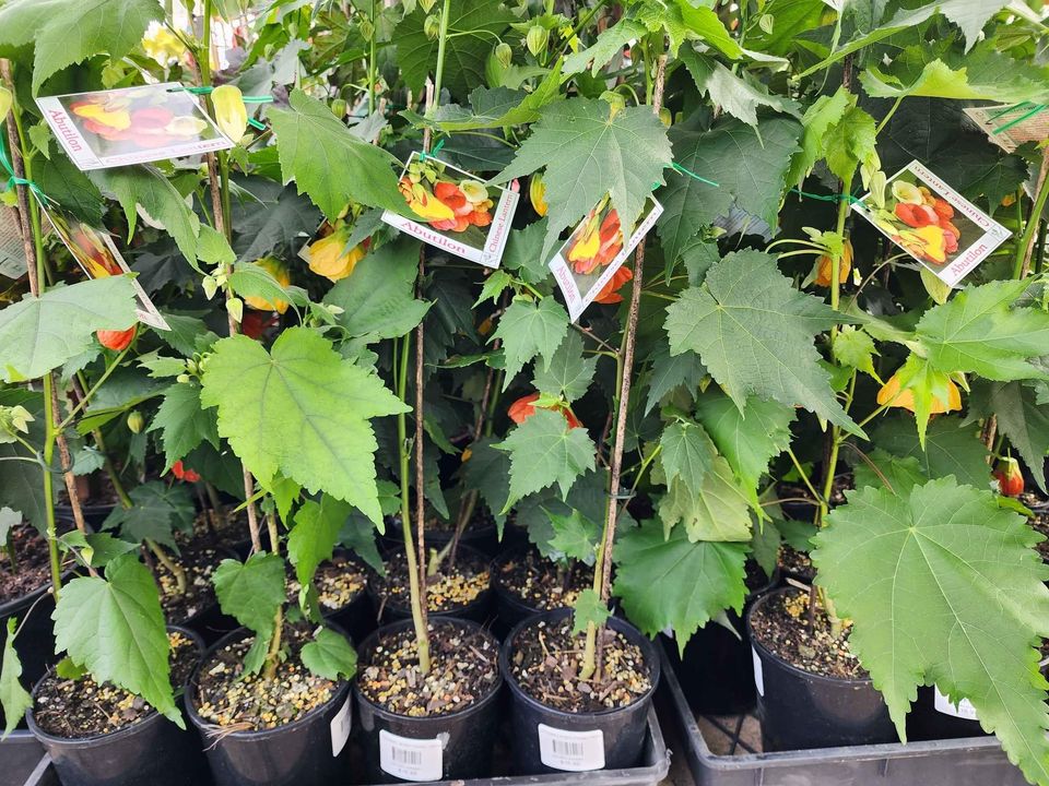 Abutilon (Chinese Lantern Flower) mixed