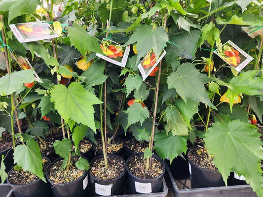 Abutilon (Chinese Lantern Flower) mixed