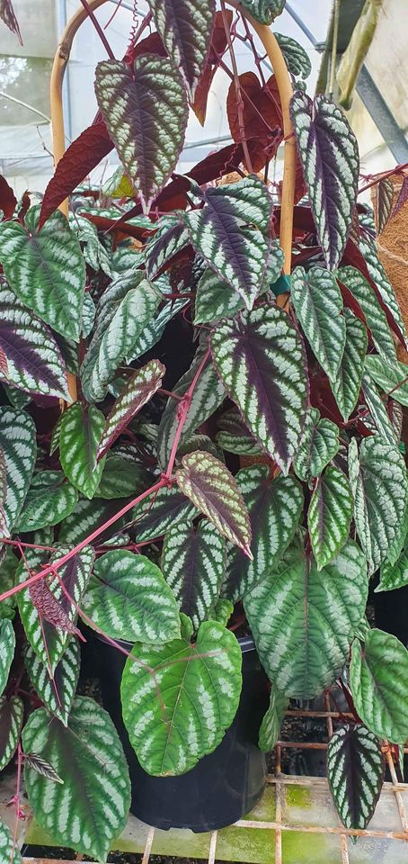 Cissus javana - Ladybird Nursery